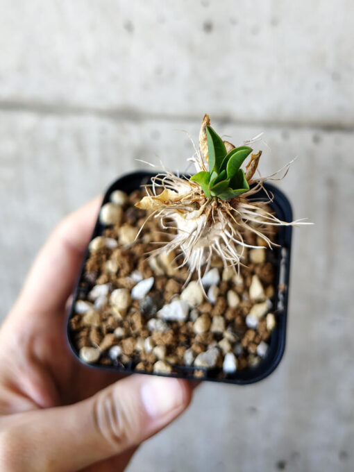 【現品限り】ユーフォルビア・ギラウミニアナ【V21】 Euphorbia guillauminiana【植物】塊根植物 夏型 コーデックス - 画像 (2)