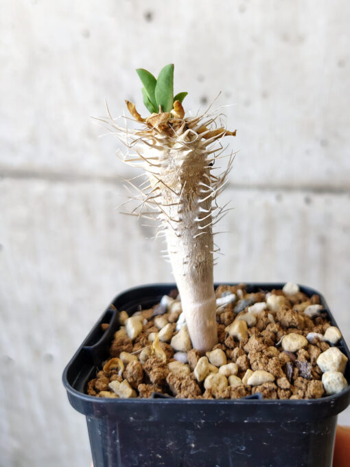 【現品限り】ユーフォルビア・ギラウミニアナ【V21】 Euphorbia guillauminiana【植物】塊根植物 夏型 コーデックス - 画像 (3)