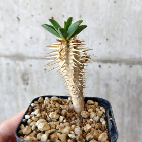 【現品限り】ユーフォルビア・ギラウミニアナ【V22】 Euphorbia guillauminiana【植物】塊根植物 夏型 コーデックス