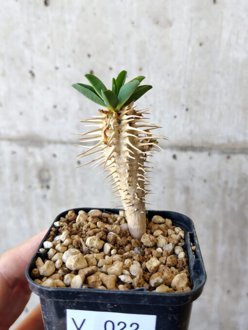 【現品限り】ユーフォルビア・ギラウミニアナ【V22】 Euphorbia guillauminiana【植物】塊根植物 夏型 コーデックス