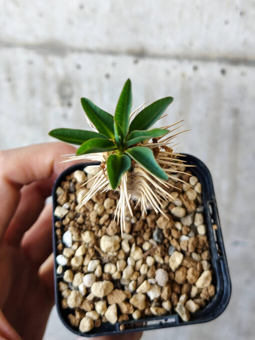 【現品限り】ユーフォルビア・ギラウミニアナ【V22】 Euphorbia guillauminiana【植物】塊根植物 夏型 コーデックス - 画像 (2)