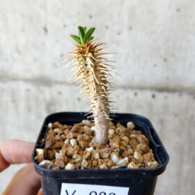 【現品限り】ユーフォルビア・ギラウミニアナ【V23】 Euphorbia guillauminiana【植物】塊根植物 夏型 コーデックス