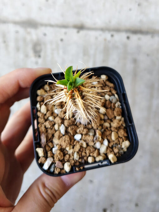 【現品限り】ユーフォルビア・ギラウミニアナ【V23】 Euphorbia guillauminiana【植物】塊根植物 夏型 コーデックス - 画像 (2)