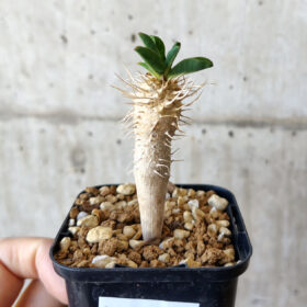 【現品限り】ユーフォルビア・ギラウミニアナ【V24】 Euphorbia guillauminiana【植物】塊根植物 夏型 コーデックス