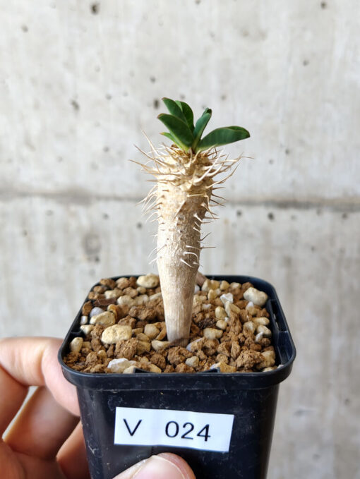 【現品限り】ユーフォルビア・ギラウミニアナ【V24】 Euphorbia guillauminiana【植物】塊根植物 夏型 コーデックス