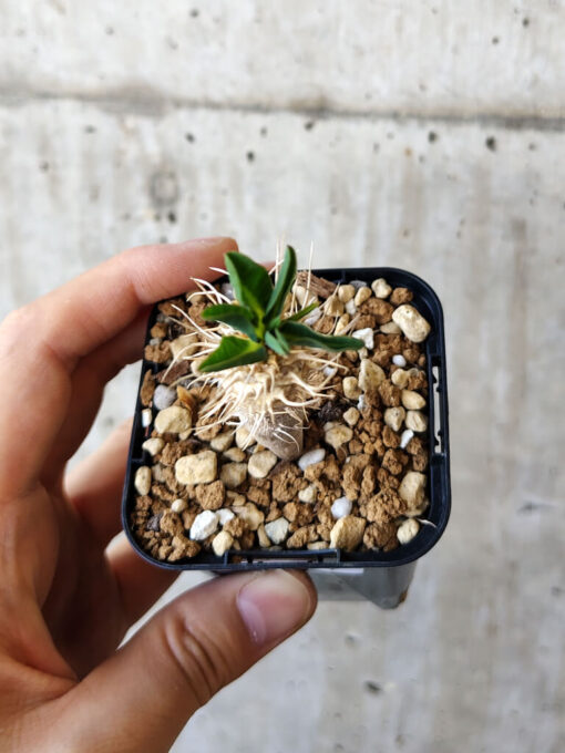 【現品限り】ユーフォルビア・ギラウミニアナ【V24】 Euphorbia guillauminiana【植物】塊根植物 夏型 コーデックス - 画像 (2)