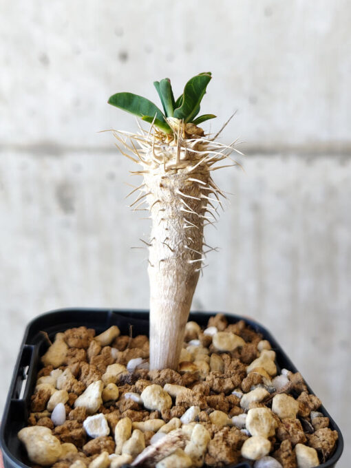 【現品限り】ユーフォルビア・ギラウミニアナ【V24】 Euphorbia guillauminiana【植物】塊根植物 夏型 コーデックス - 画像 (3)