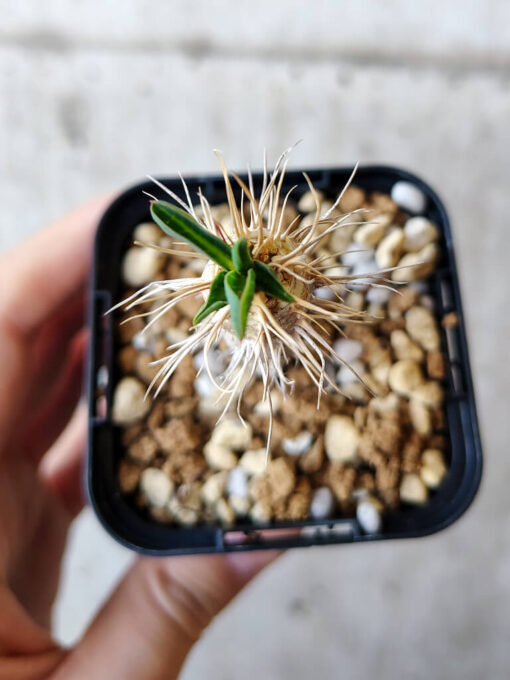 【現品限り】ユーフォルビア・ギラウミニアナ【V25】 Euphorbia guillauminiana【植物】塊根植物 夏型 コーデックス - 画像 (2)