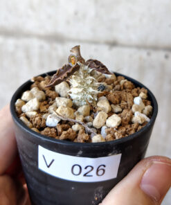 【現品限り】ユーフォルビア・トゥレアレンシス【V26】 Euphorbia tulearensis【植物】塊根植物 夏型 コーデックス
