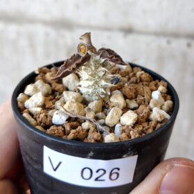 【現品限り】ユーフォルビア・トゥレアレンシス【V26】 Euphorbia tulearensis【植物】塊根植物 夏型 コーデックス