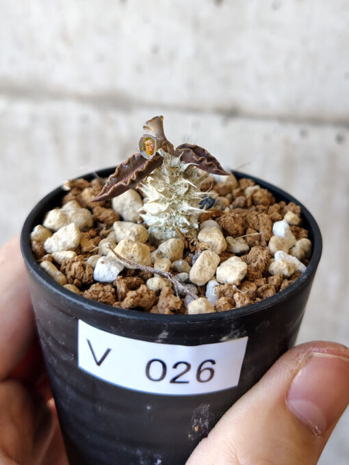 【現品限り】ユーフォルビア・トゥレアレンシス【V26】 Euphorbia tulearensis【植物】塊根植物 夏型 コーデックス