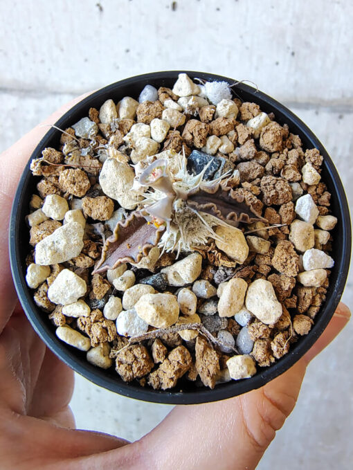 【現品限り】ユーフォルビア・トゥレアレンシス【V26】 Euphorbia tulearensis【植物】塊根植物 夏型 コーデックス - 画像 (2)