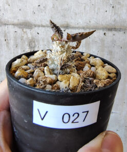 【現品限り】ユーフォルビア・トゥレアレンシス【V27】 Euphorbia tulearensis【植物】塊根植物 夏型 コーデックス