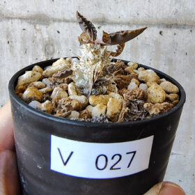 【現品限り】ユーフォルビア・トゥレアレンシス【V27】 Euphorbia tulearensis【植物】塊根植物 夏型 コーデックス