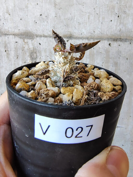 【現品限り】ユーフォルビア・トゥレアレンシス【V27】 Euphorbia tulearensis【植物】塊根植物 夏型 コーデックス
