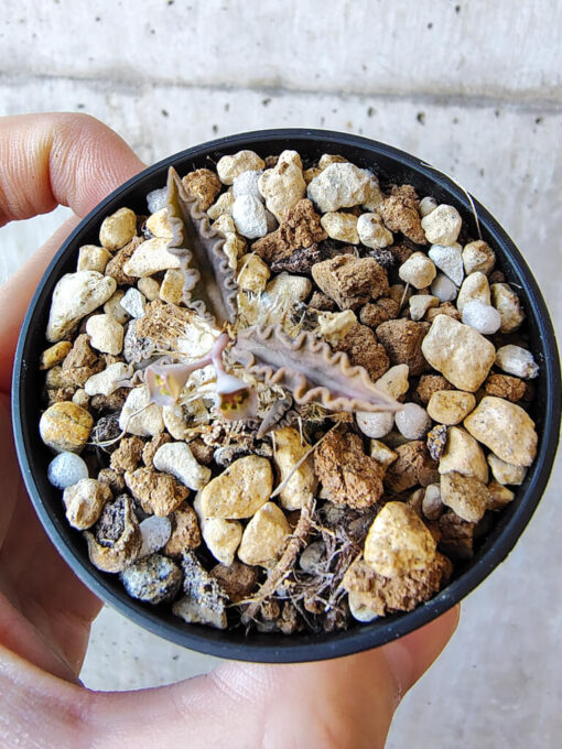 【現品限り】ユーフォルビア・トゥレアレンシス【V27】 Euphorbia tulearensis【植物】塊根植物 夏型 コーデックス - 画像 (2)