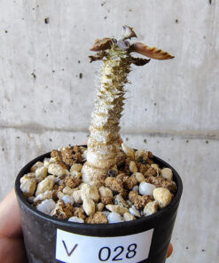 【現品限り】ユーフォルビア・トゥレアレンシス【V28】 Euphorbia tulearensis【植物】塊根植物 夏型 コーデックス