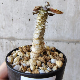 【現品限り】ユーフォルビア・トゥレアレンシス【V28】 Euphorbia tulearensis【植物】塊根植物 夏型 コーデックス