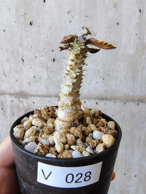 【現品限り】ユーフォルビア・トゥレアレンシス【V28】 Euphorbia tulearensis【植物】塊根植物 夏型 コーデックス