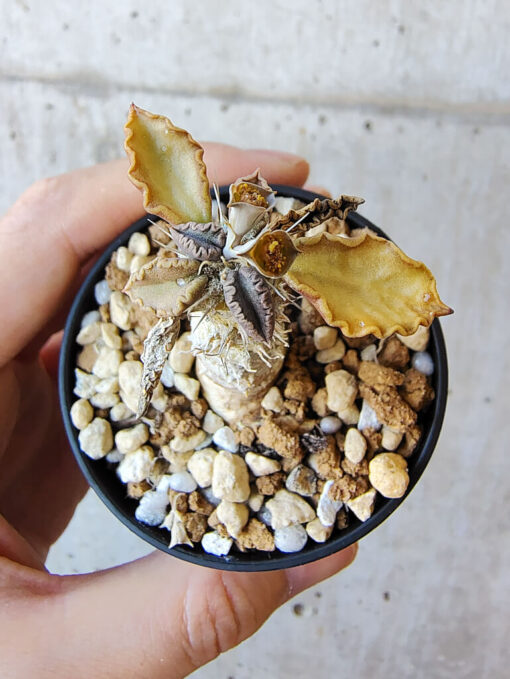 【現品限り】ユーフォルビア・トゥレアレンシス【V28】 Euphorbia tulearensis【植物】塊根植物 夏型 コーデックス - 画像 (2)