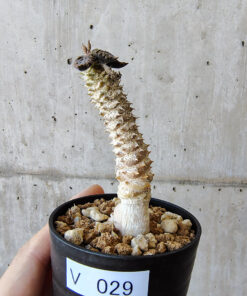 【現品限り】ユーフォルビア・トゥレアレンシス【V29】 Euphorbia tulearensis【植物】塊根植物 夏型 コーデックス