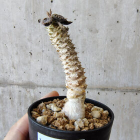 【現品限り】ユーフォルビア・トゥレアレンシス【V29】 Euphorbia tulearensis【植物】塊根植物 夏型 コーデックス
