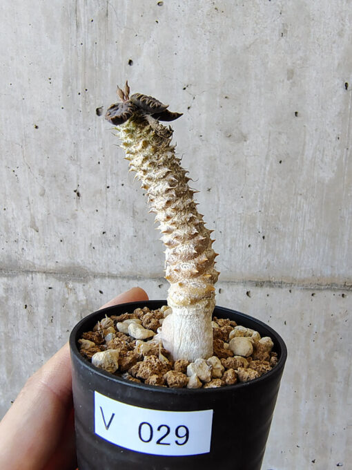 【現品限り】ユーフォルビア・トゥレアレンシス【V29】 Euphorbia tulearensis【植物】塊根植物 夏型 コーデックス