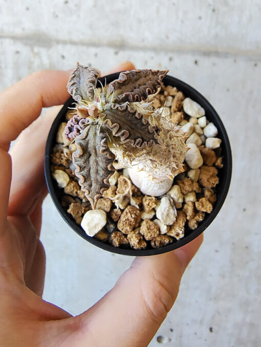 【現品限り】ユーフォルビア・トゥレアレンシス【V29】 Euphorbia tulearensis【植物】塊根植物 夏型 コーデックス - 画像 (2)