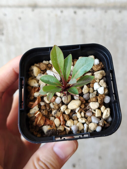 【現品限り】フォークイエリア・ファシクラータ【V2】 Fouquieria fasciculata【植物】塊根植物 夏型 コーデックス - 画像 (2)