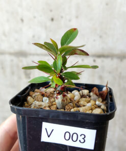 【現品限り】フォークイエリア・ファシクラータ【V3】 Fouquieria fasciculata【植物】塊根植物 夏型 コーデックス