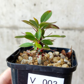 【現品限り】フォークイエリア・ファシクラータ【V3】 Fouquieria fasciculata【植物】塊根植物 夏型 コーデックス