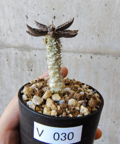 【現品限り】ユーフォルビア・トゥレアレンシス【V30】 Euphorbia tulearensis【植物】塊根植物 夏型 コーデックス