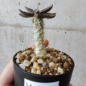 【現品限り】ユーフォルビア・トゥレアレンシス【V30】 Euphorbia tulearensis【植物】塊根植物 夏型 コーデックス