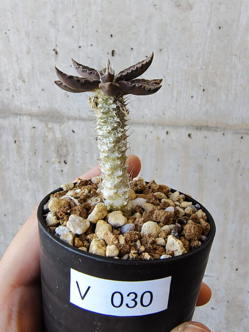 【現品限り】ユーフォルビア・トゥレアレンシス【V30】 Euphorbia tulearensis【植物】塊根植物 夏型 コーデックス