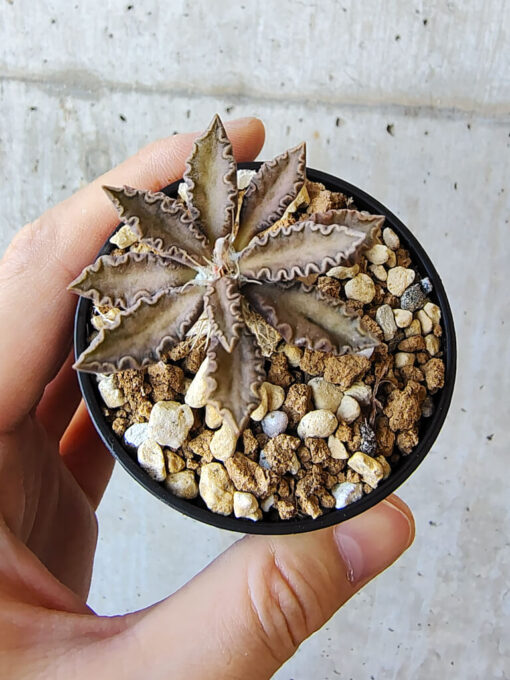 【現品限り】ユーフォルビア・トゥレアレンシス【V30】 Euphorbia tulearensis【植物】塊根植物 夏型 コーデックス - 画像 (2)