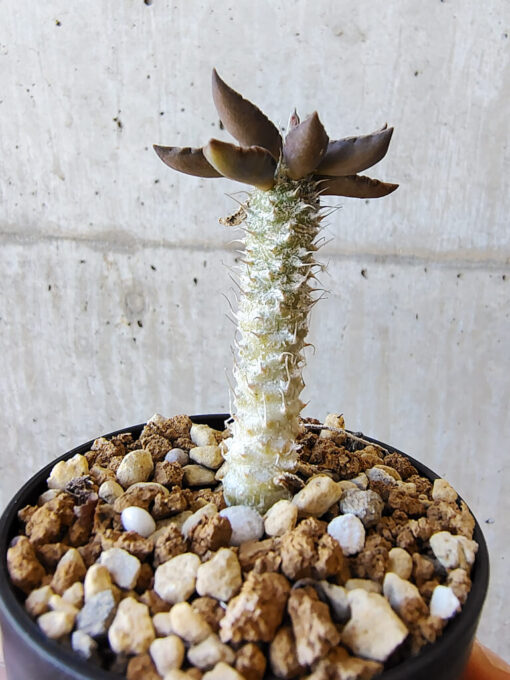 【現品限り】ユーフォルビア・トゥレアレンシス【V30】 Euphorbia tulearensis【植物】塊根植物 夏型 コーデックス - 画像 (3)
