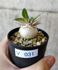 【現品限り】パキポディウム・エニグマチカム【V31】 Pachypodium enigmaticum【植物】塊根植物 夏型 コーデックス