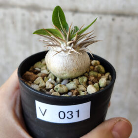 【現品限り】パキポディウム・エニグマチカム【V31】 Pachypodium enigmaticum【植物】塊根植物 夏型 コーデックス