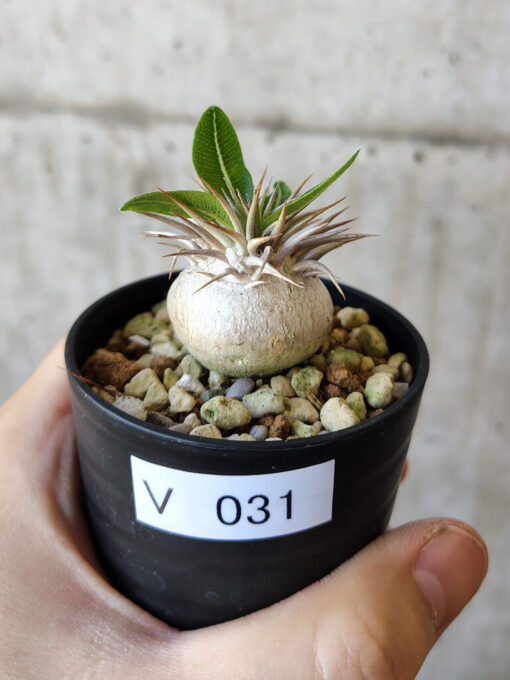 【現品限り】パキポディウム・エニグマチカム【V31】 Pachypodium enigmaticum【植物】塊根植物 夏型 コーデックス