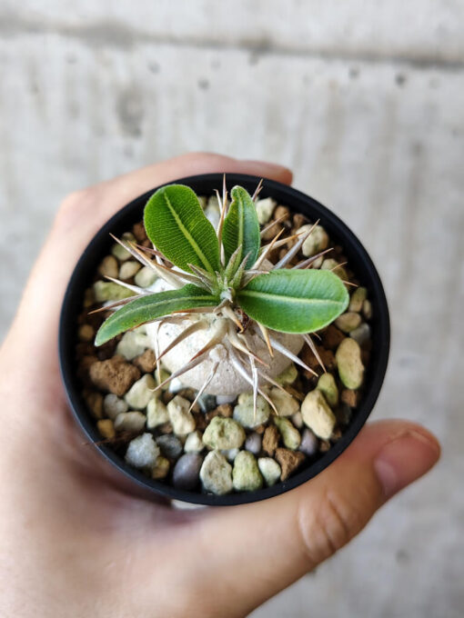 【現品限り】パキポディウム・エニグマチカム【V31】 Pachypodium enigmaticum【植物】塊根植物 夏型 コーデックス - 画像 (2)