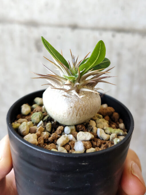 【現品限り】パキポディウム・エニグマチカム【V31】 Pachypodium enigmaticum【植物】塊根植物 夏型 コーデックス - 画像 (3)