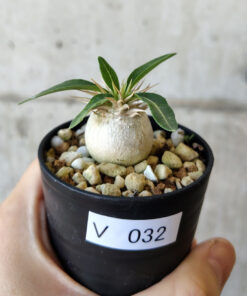 【現品限り】パキポディウム・エニグマチカム【V32】 Pachypodium enigmaticum【植物】塊根植物 夏型 コーデックス