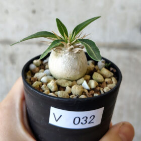 【現品限り】パキポディウム・エニグマチカム【V32】 Pachypodium enigmaticum【植物】塊根植物 夏型 コーデックス