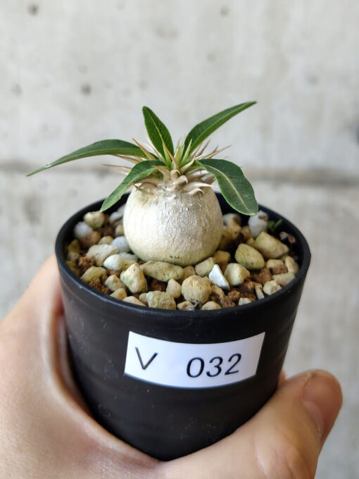 【現品限り】パキポディウム・エニグマチカム【V32】 Pachypodium enigmaticum【植物】塊根植物 夏型 コーデックス