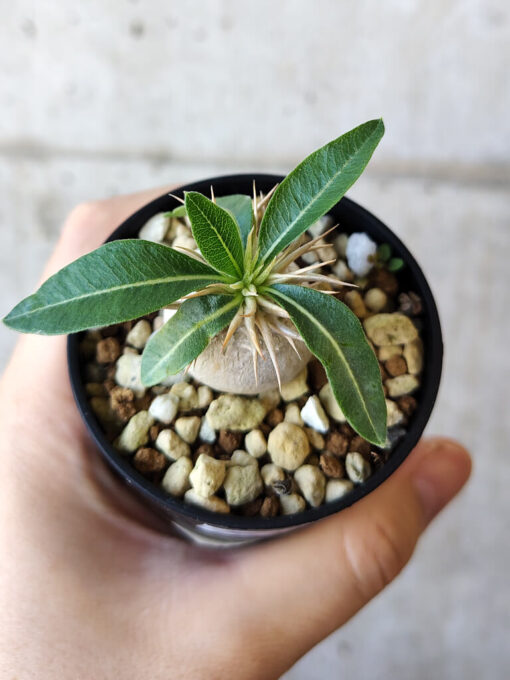 【現品限り】パキポディウム・エニグマチカム【V32】 Pachypodium enigmaticum【植物】塊根植物 夏型 コーデックス - 画像 (2)