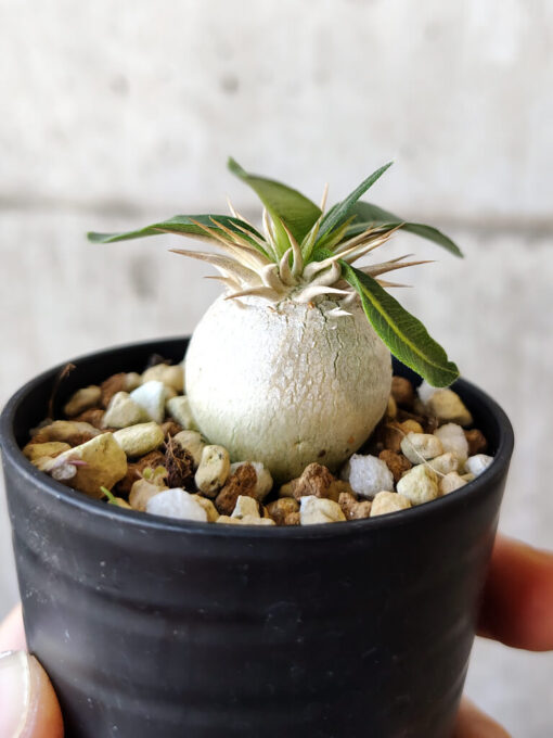 【現品限り】パキポディウム・エニグマチカム【V32】 Pachypodium enigmaticum【植物】塊根植物 夏型 コーデックス - 画像 (3)
