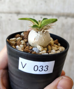 【現品限り】パキポディウム・エニグマチカム【V33】 Pachypodium enigmaticum【植物】塊根植物 夏型 コーデックス