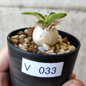 【現品限り】パキポディウム・エニグマチカム【V33】 Pachypodium enigmaticum【植物】塊根植物 夏型 コーデックス
