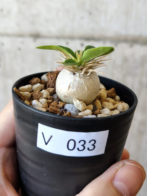 【現品限り】パキポディウム・エニグマチカム【V33】 Pachypodium enigmaticum【植物】塊根植物 夏型 コーデックス