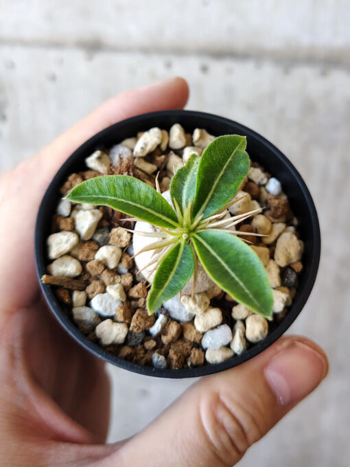 【現品限り】パキポディウム・エニグマチカム【V33】 Pachypodium enigmaticum【植物】塊根植物 夏型 コーデックス - 画像 (2)